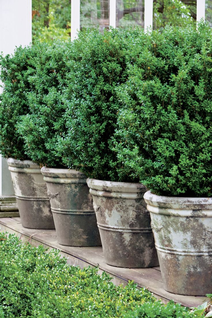 Boxwood