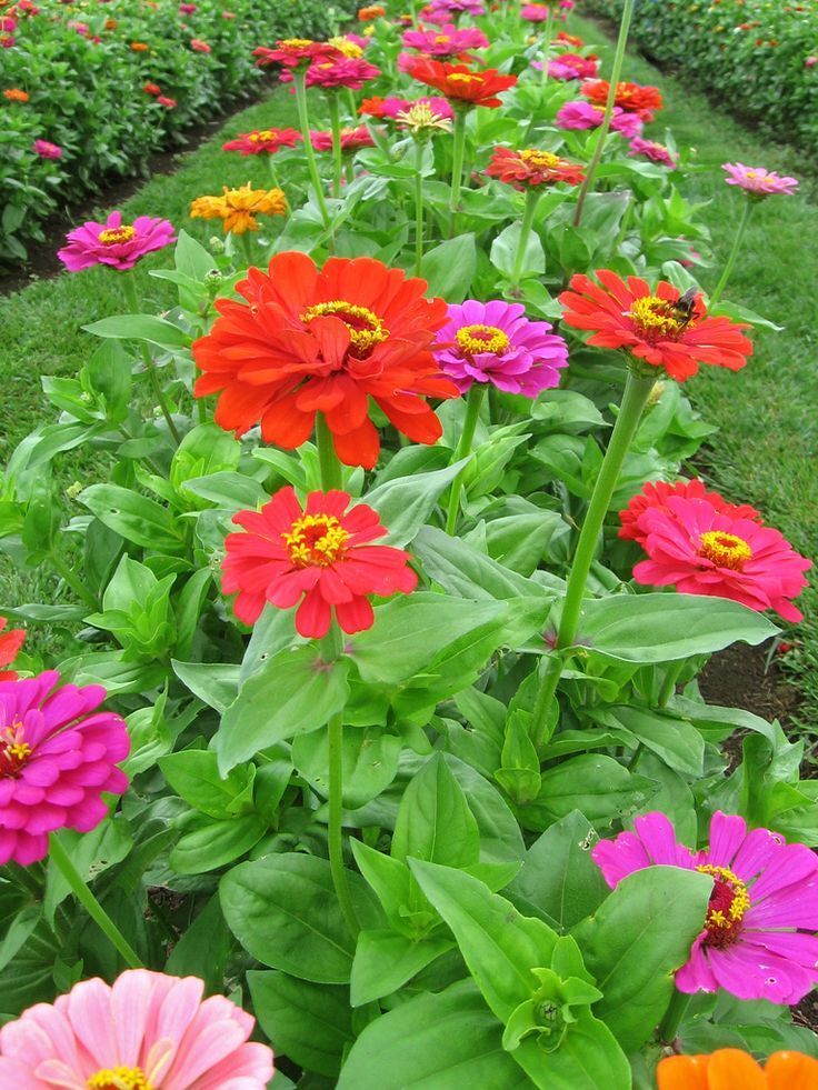 Zinnia