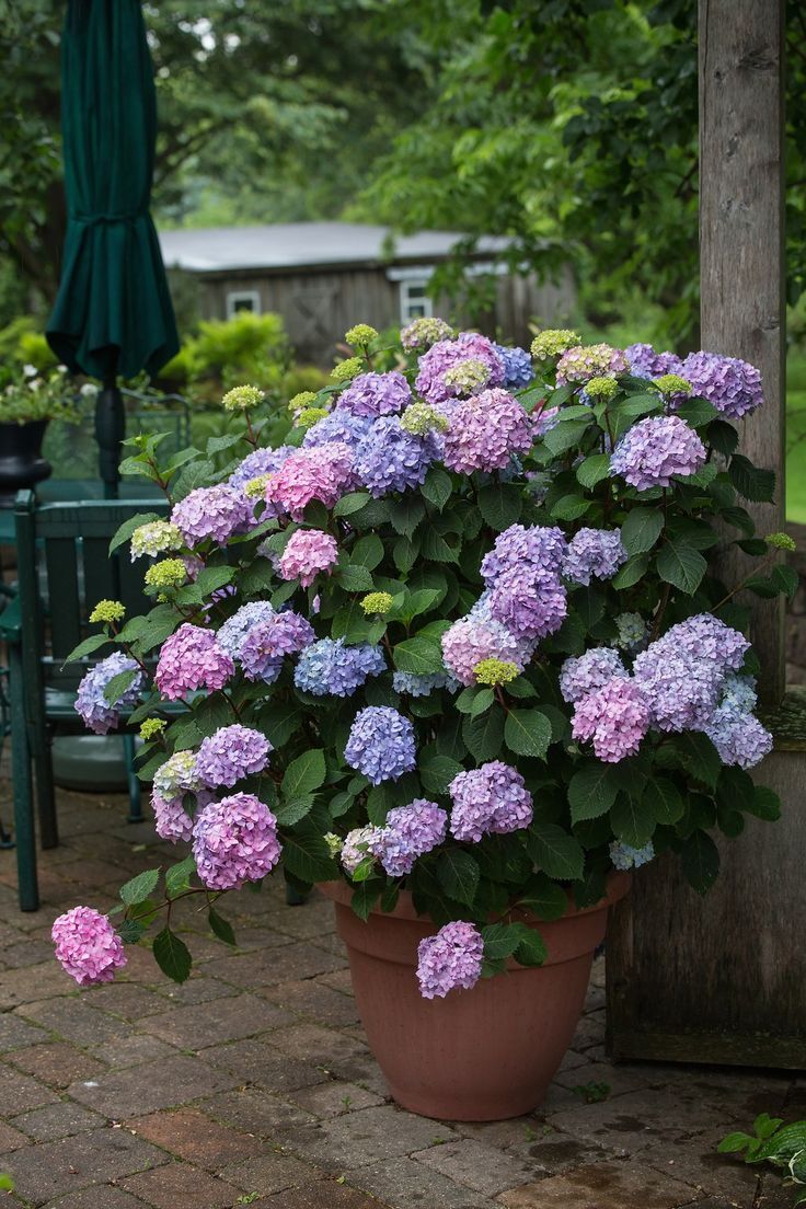 Hydrangea