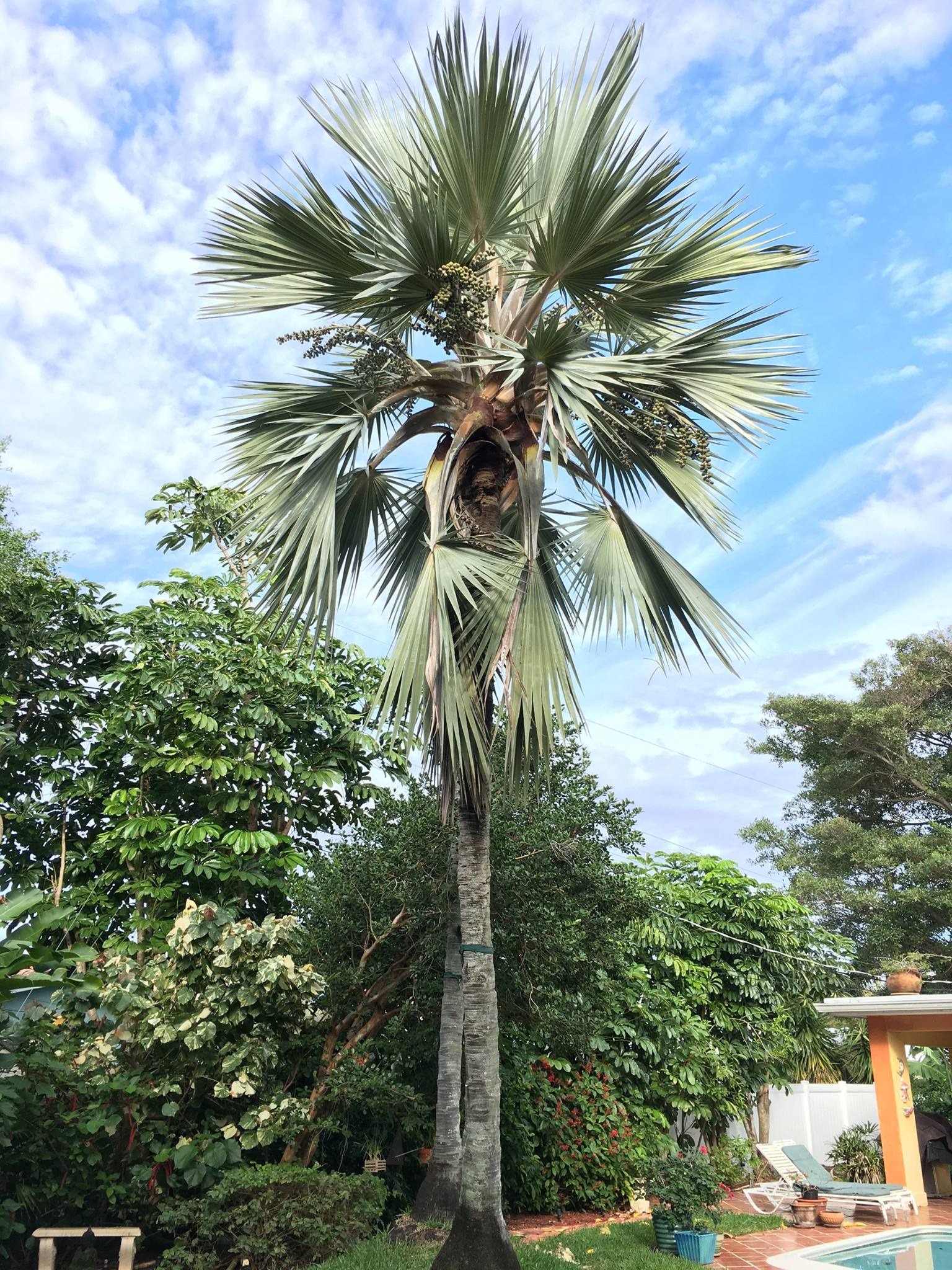 Blue Latan Palm