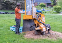 Tree Stump Grinding: Common problems associated with it